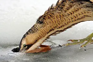 Botaurus Stellaris Habitat Prints: Great Bittern, Botaurus stellaris