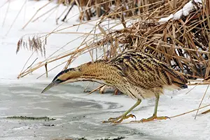 Botaurus Stellaris Prints: Great Bittern, Botaurus stellaris