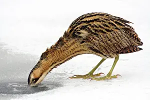 Botaurus Stellaris Habitat Prints: Great Bittern, Botaurus stellaris
