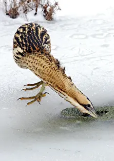 Botaurus Stellaris Habitat Prints: Great Bittern, Botaurus stellaris