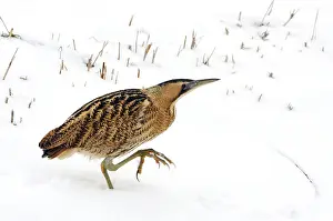 European Wild Animal Prints: Great Bittern, Botaurus stellaris