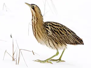 Botaurus Stellaris Habitat Prints: Great Bittern, Botaurus stellaris