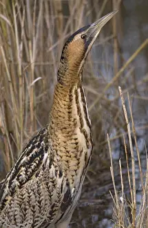 Great Bittern Bird Prints: Great Bittern, Roerdomp, Botaurus stellaris