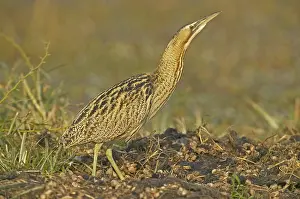 Botaurus Stellaris Prints: Great Bittern, Roerdomp, Botaurus stellaris