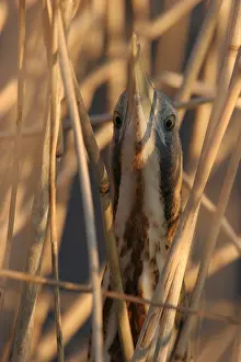 Botaurus Stellaris Prints: Great Bittern, Roerdomp, Botaurus stellaris
