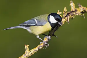 European Nature Photos Prints: Great Tit