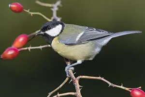 Parus Major Species Prints: Great Tit