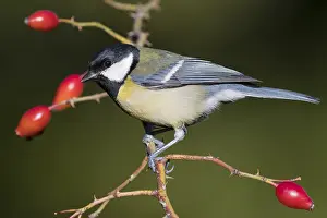 Great Tit Bird Prints: Great Tit