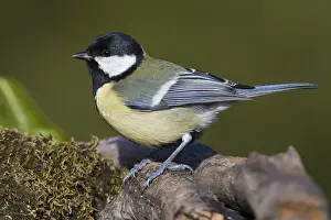Great Tit Bird Prints: Great Tit