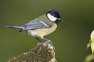 Great Tit Bird Prints: Great Tit