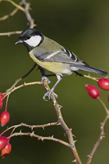 Paridae Bird Species Prints: Great Tit