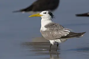 Charadriiformes Species List Prints: Greater Crested Tern