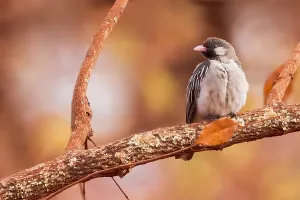 Greater Honeyguide Print - Tanzania