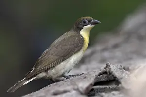 Greater Honeyguide Print: Immature Bird on Log in the Gambia
