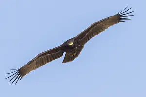 Accipitridae Family Eagles Prints: Greater Spotted Eagle