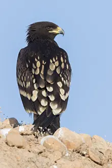 Accipitridae Family Eagles Prints: Greater Spotted Eagle
