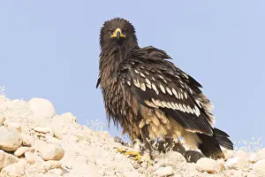 Accipitridae Birds Of Prey Prints: Greater Spotted Eagle
