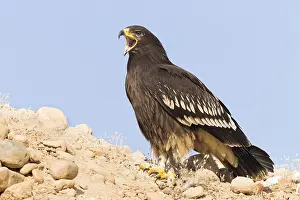 Daytime Bird Photography Prints: Greater Spotted Eagle