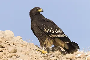 Accipitridae Species Prints: Greater Spotted Eagle