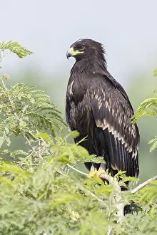 Framed Print : Greater Spotted Eagle Print, Juvenile Perched on Tree