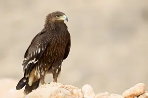 Raptor Bird Species Prints: Greater Spotted Eagle