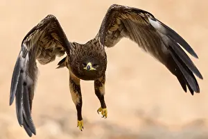 Birds Of Prey Images Prints: Greater Spotted Eagle