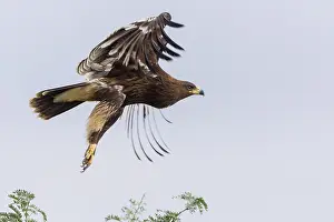 Accipitridae Family Prints: Greater Spotted Eagle