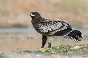 Middle East Wildlife Prints: Greater Spotted Eagle