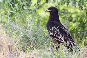 Raptor Species Prints: Greater Spotted Eagle