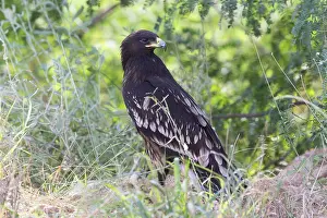Raptor Species Prints: Greater Spotted Eagle