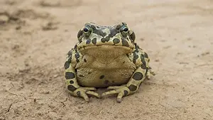 Green Toad Species Prints: Green Toad, Pseudepidalea viridis