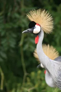 Grey Crowned Crane Prints: Grey Crowned Crane