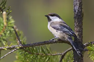 Grey-headed Chickadee Print, Kuusamo, Finland