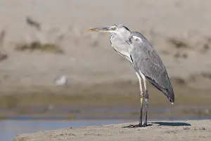 Grey Heron Juvenile Prints: Grey Heron