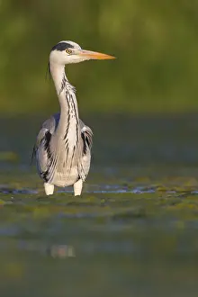 European Birds Species Prints: Grey Heron