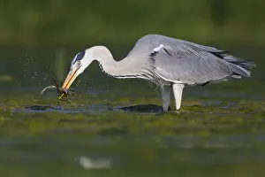 March Prints: Grey Heron Print: Adult with Caught Frog