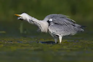 Wild Animals Europe Prints: Grey Heron