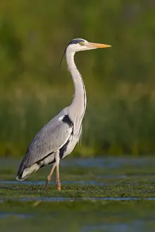 Wild Animals Europe Prints: Grey Heron