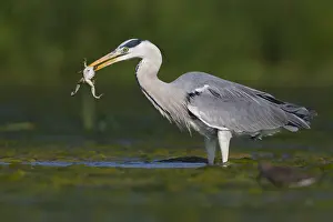 Wildlife Animals Prints: Grey Heron