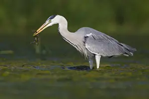 March Prints: Grey Heron Print - Adult with Caught Frog