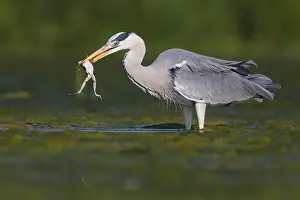 March Prints: Grey Heron Print: Adult with Caught Frog