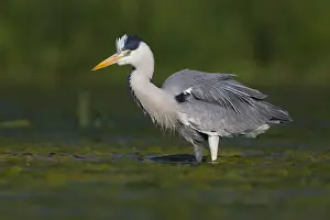 Ciconiiformes Family Birds Prints: Grey Heron