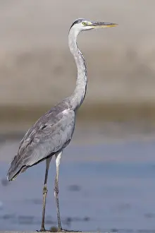 Grey Heron Juvenile Prints: Grey Heron