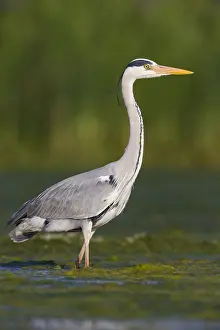 Ardea Cinerea Species Prints: Grey Heron