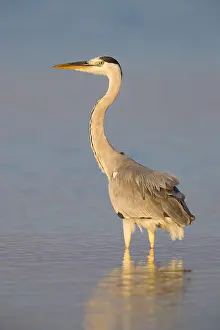 Grey Heron Print: Sunset Water Scene