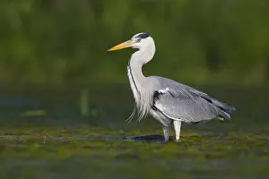 Ardea Cinerea Species Prints: Grey Heron