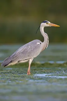 Ardea Cinerea Species Prints: Grey Heron
