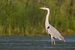 Ciconiiformes Family Birds Prints: Grey Heron