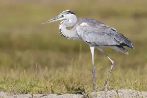 Grey Heron Juvenile Prints: Grey Heron