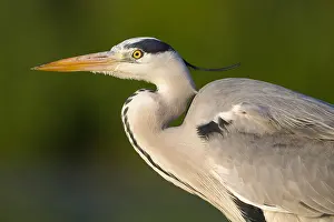 March Prints: Grey Heron Print: Adult Bird Close-up